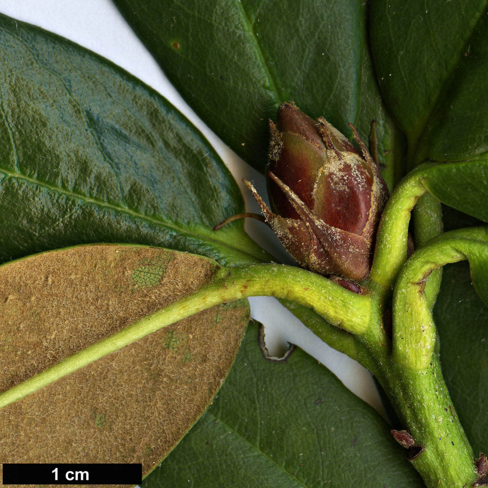 High resolution image: Family: Ericaceae - Genus: Rhododendron - Taxon: dichroanthum - SpeciesSub: subsp. apodectum